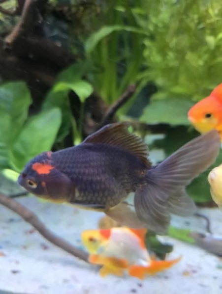 Oranda | Foto 1