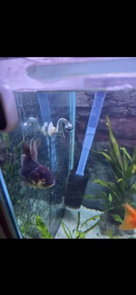 Oranda
