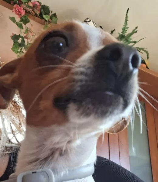 Pinscher | Foto 4