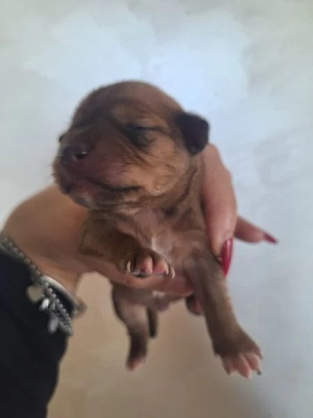Pinscher