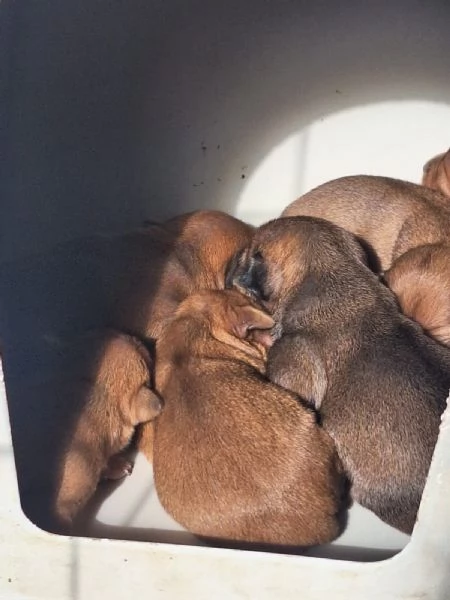Pinscher | Foto 3