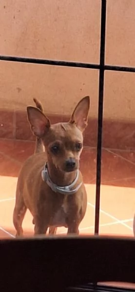 Pinscher | Foto 2