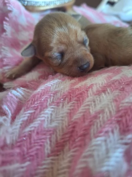 Pinscher | Foto 1