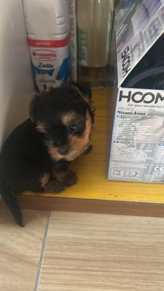 Disponibili cuccioli Yorkshire Terrier 