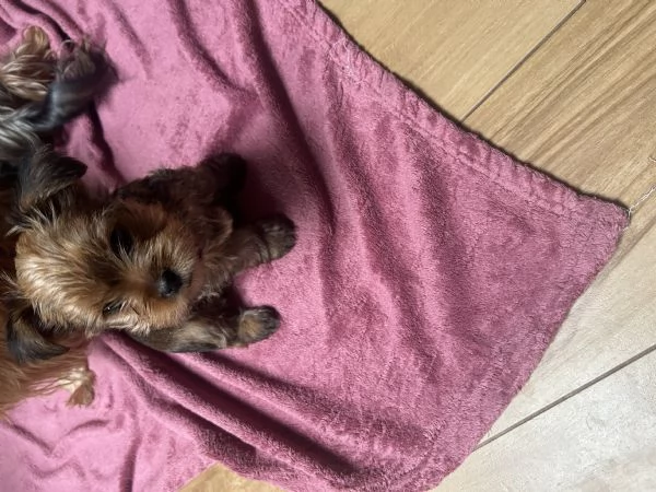 Disponibili cuccioli Yorkshire Terrier  | Foto 1