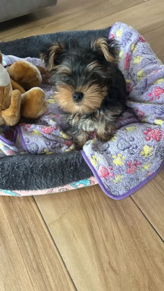 Disponibili cuccioli Yorkshire Terrier  | Foto 0