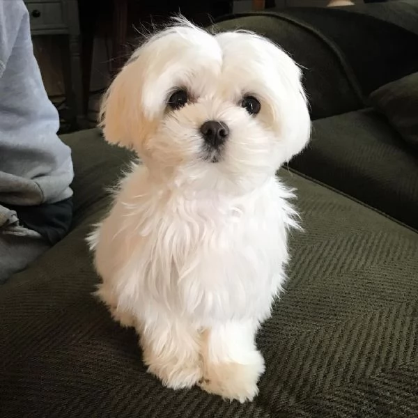 Maltese toy cuccioli 