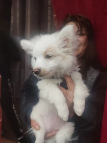 Offro in regalo un cucciolo di 3 mesi di taglia molto piccola spitzvolpino E buonissimoMaschio | Foto 4