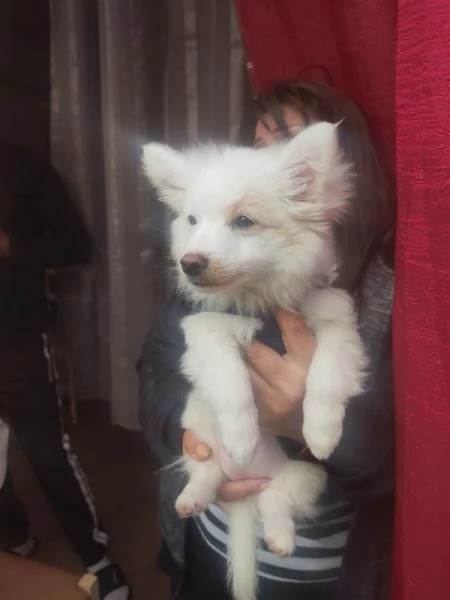 Offro in regalo un cucciolo di 3 mesi di taglia molto piccola spitzvolpino E buonissimoMaschio | Foto 3