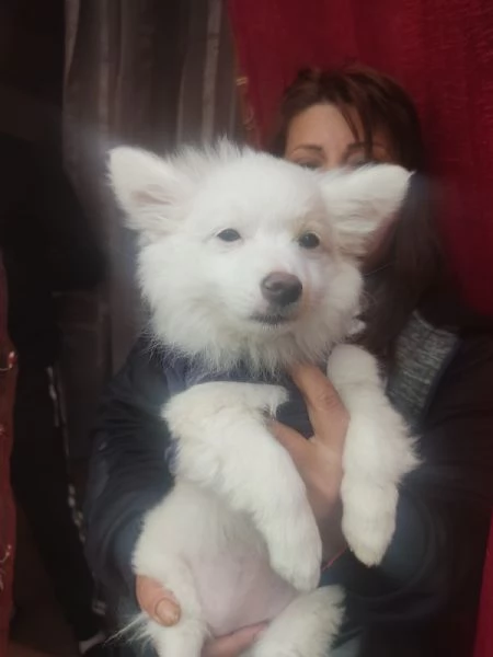 Offro in regalo un cucciolo di 3 mesi di taglia molto piccola spitzvolpino E buonissimoMaschio | Foto 2