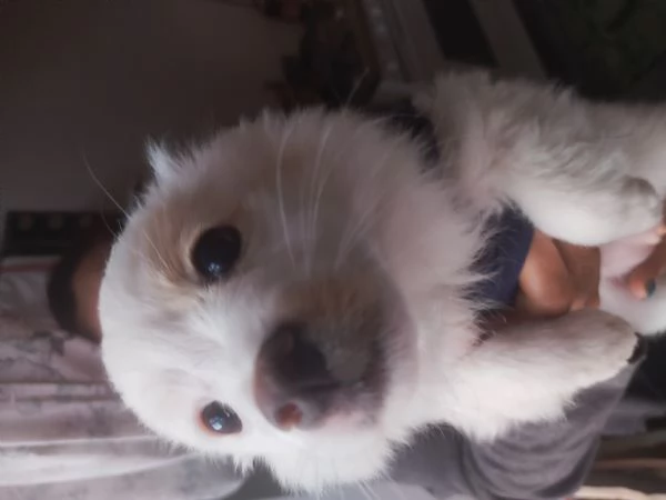 Offro in regalo un cucciolo di 3 mesi di taglia molto piccola Bellissimo 