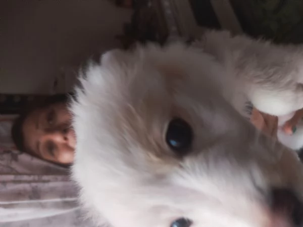 Offro in regalo un cucciolo di 3 mesi di taglia molto piccola Bellissimo  | Foto 0