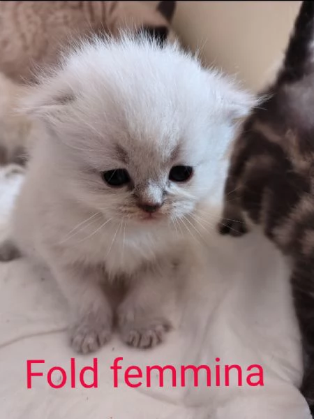 Scottish Straight fold | Foto 4