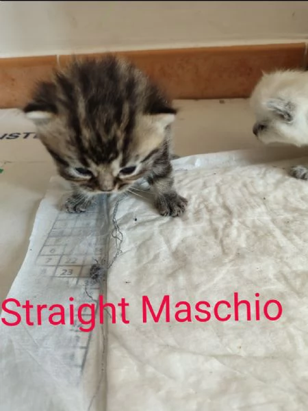 Scottish Straight fold | Foto 3