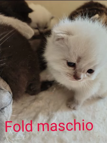 Scottish Straight fold | Foto 1