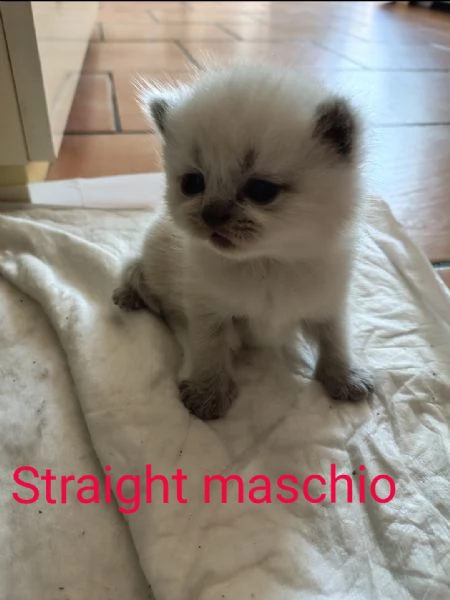 Scottish Straight fold | Foto 0