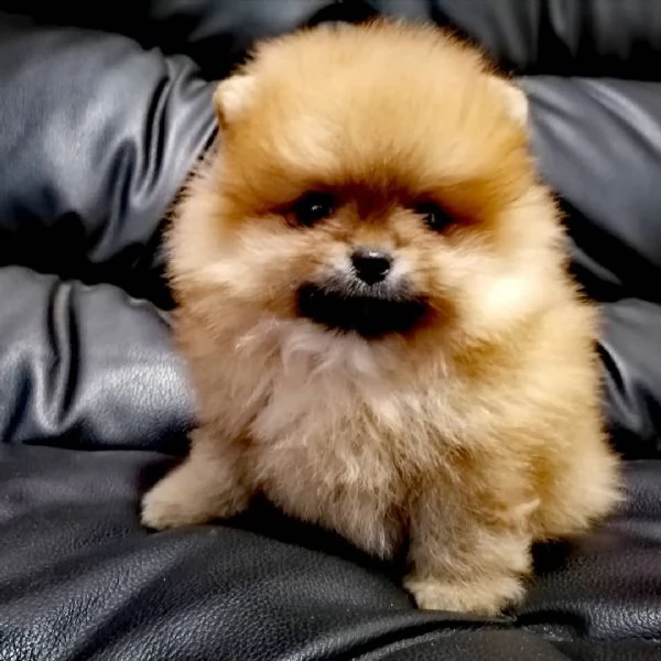 Disponibil cucciolo di Pomerania toy femmina di 3 mesi | Foto 0
