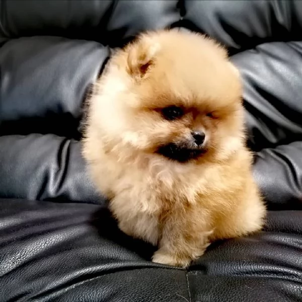 Disponibil cucciolo di Pomerania toy femmina di 3 mesi