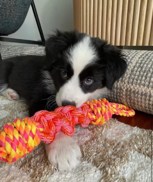 Bellissima femminuccia di Border Collie