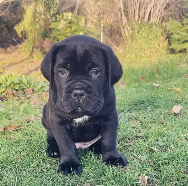 Regalo cane Corso maschio e femmina  | Foto 0
