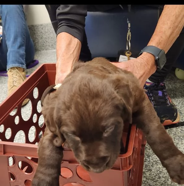 REGALO Labrador 