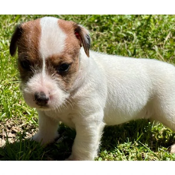 Regalo Jack Russell  | Foto 0