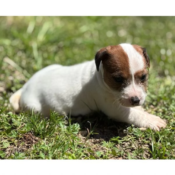 Regalo Jack Russell 