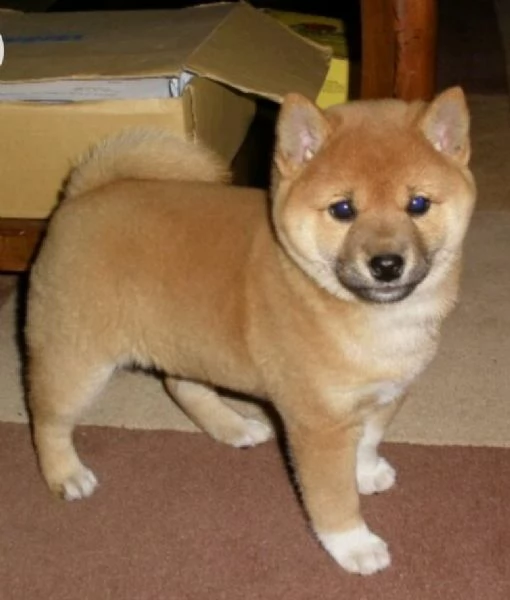 shiba inu