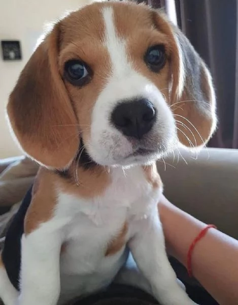 REGALO BEAGLE MASCHIO E FEMMINA | Foto 0