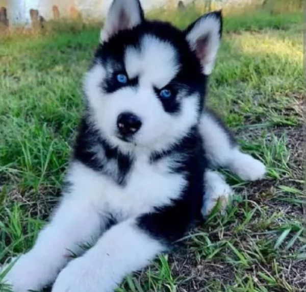 REGALO HUSKY MASCHIO E FEMMINA  | Foto 0