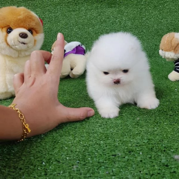 Regalo Mini Pomeranian maschio