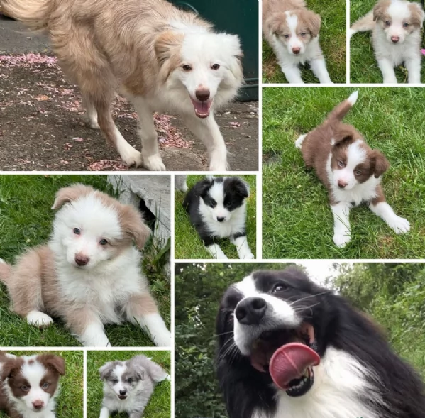 meraviglioso cuccioli di razza Border Collie per ladozione gratuita
