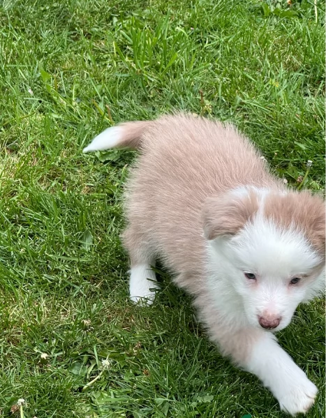 meraviglioso cuccioli di razza Border Collie per ladozione gratuita