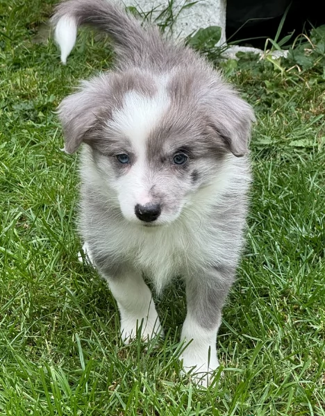 meraviglioso cuccioli di razza Border Collie per ladozione gratuita | Foto 0