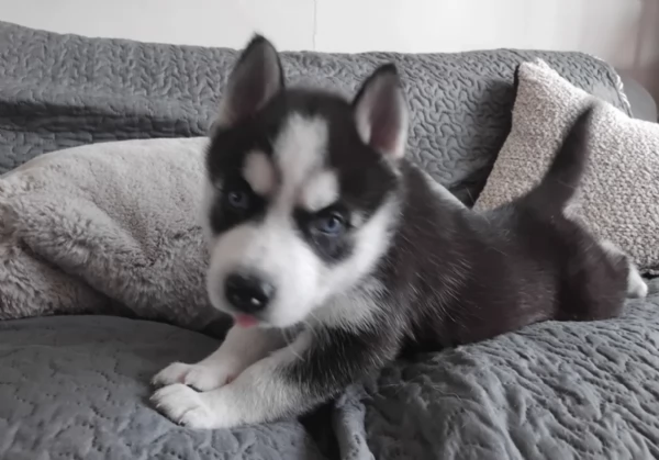 meraviglioso cucciolo husky per adozione