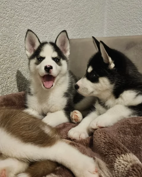 meraviglioso cucciolo husky per adozione | Foto 5