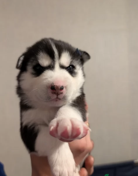 meraviglioso cucciolo husky per adozione | Foto 1