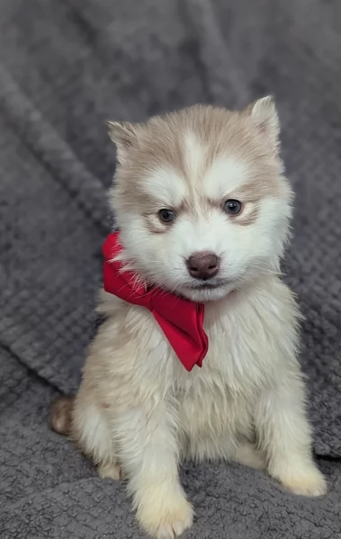 meraviglioso cucciolo husky per adozione | Foto 1