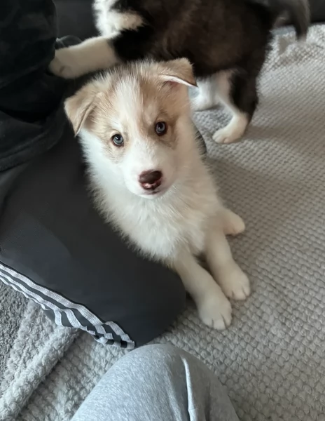meraviglioso cucciolo husky per adozione | Foto 5