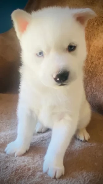 meraviglioso cucciolo husky per adozione