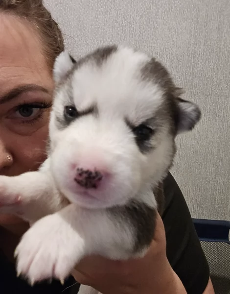 meraviglioso cucciolo husky per adozione | Foto 4