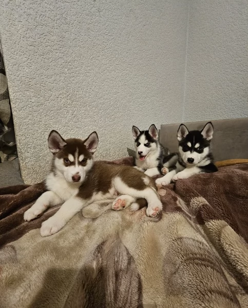 meraviglioso cucciolo husky per adozione | Foto 1