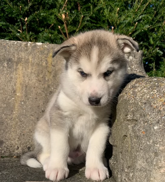 meraviglioso cucciolo husky per adozione | Foto 0
