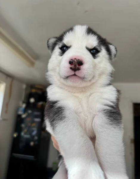meraviglioso cucciolo husky per adozione | Foto 2