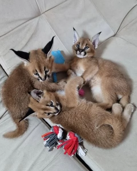 gattini di caracal | Foto 3