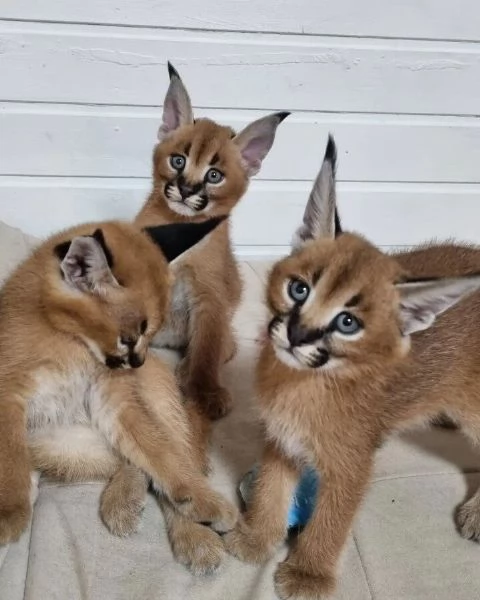 gattini di caracal | Foto 2