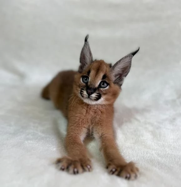 gattini di caracal | Foto 0