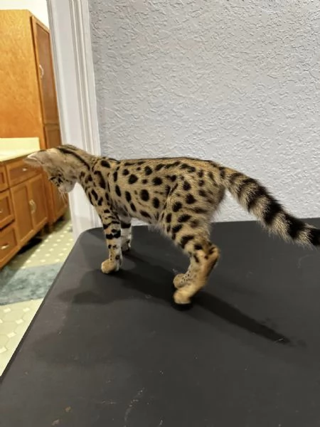 Disponibili gattini F5 Savannah | Foto 2