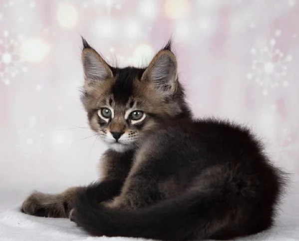 bellissimi gattini caracat F5 disponibili | Foto 5