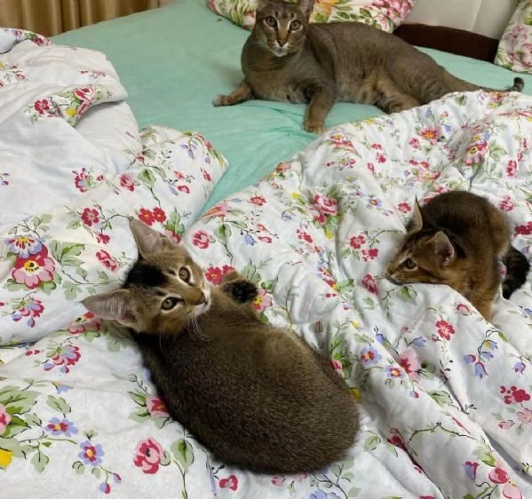 bellissimi gattini caracat F5 disponibili | Foto 3